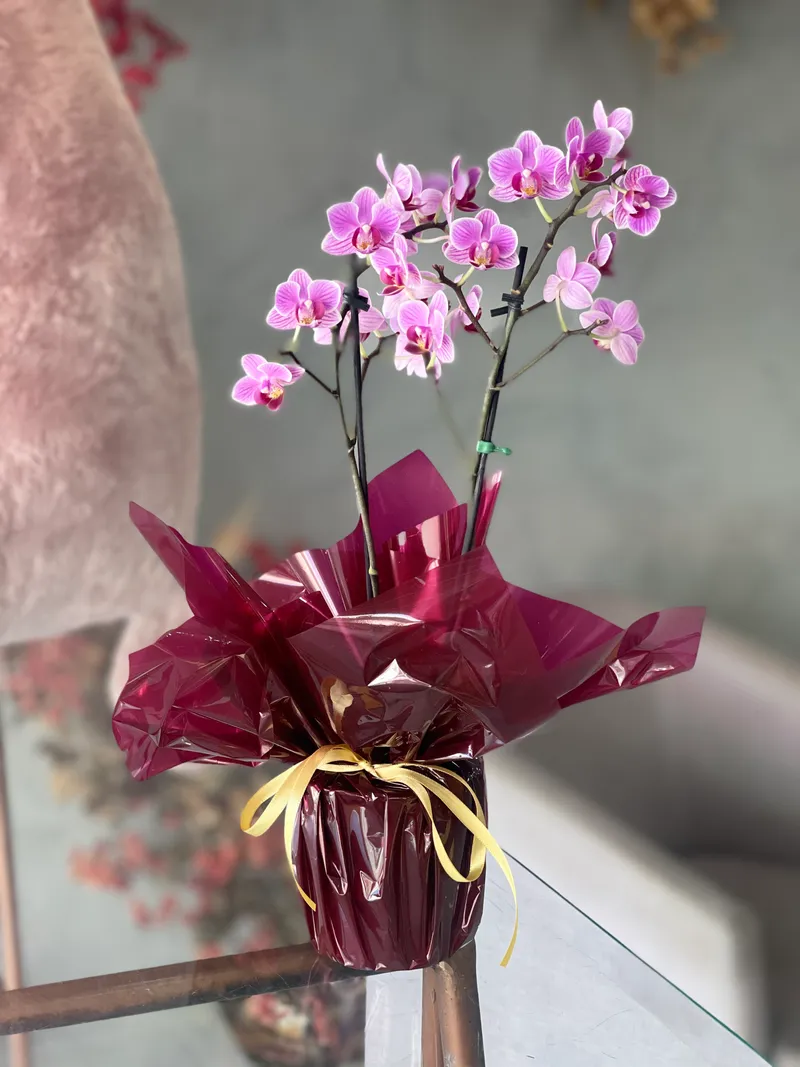 MINI ORQUÍDEA