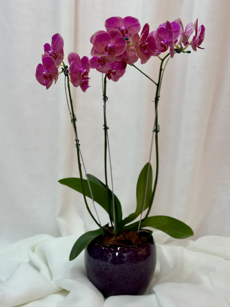 VASO DE CERÂMICA COM ORQUÍDEA