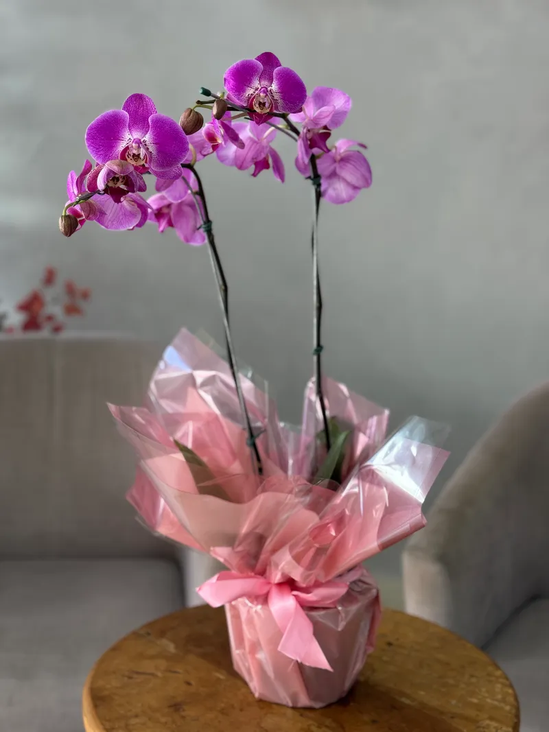 VASO DE ORQUÍDEA